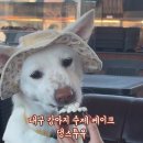 댕스투유 이미지