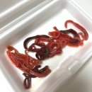 [울산 야음동] 수암회수산시장 ‘강원수산’ 회 포장 후기