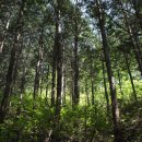 편백나무숲 이미지