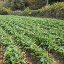 농소1동 주민자치 사회적협동조합 이미지