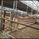 야곱한우농장 이미지