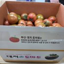 수용성 비료 발효- 고품질 토마토 재배하기 이미지