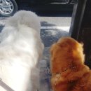 멍멍하우스 이미지