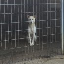 길조 이미지