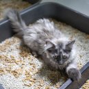 ​2026년 고양이 키우는 데 드는 비용 총정리 (미국) 이미지