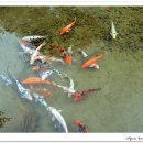 고기연구소 이미지