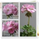 명옥이네 이미지