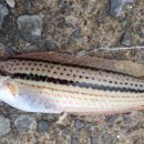 경북상회 이미지