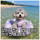 (주)멍비치 | 우리 강아지 인생 첫 바다! 양양 멍비치 가기 전 꼭 알아야 할 것🐾