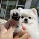 쁘띠몽 이미지