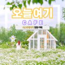 김제카페 오늘여기 샤스타데이지 시즌 감성 사진 명소 전북여행