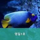 영일1호 이미지