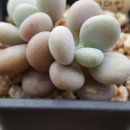 염농장 이미지