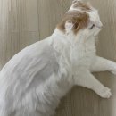 미용하냥 | 미용 | 봉담 고양이 미용 | 수원 고양이 미용 | 고양이 미용 갔다왔어요 무마취 미용 후기 고양이 털...