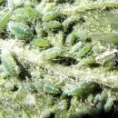 응애농원 이미지