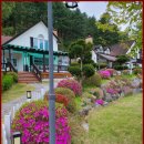 대명노르웨이숲 이미지