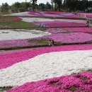 羊山公園（ひつじやまこうえん）芝桜 追加 이미지