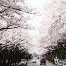 벚꽃개화시기 전국 2017년 이미지