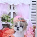 프린세스 말티즈 이미지