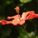 무궁화금호 이미지