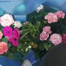 법인나라원예 이미지
