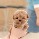 쿨펫동물병원 홈플러스 북구점 | 대구강아지분양 즐거운 매일