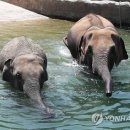 코끼리PC방 이미지