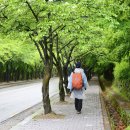 팔공산올레길 3코스 이미지