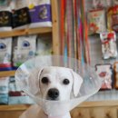 별난동물병원 이미지