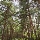 #[양양군 여행] 洛山寺[낙산사]는 그대로인데 세월만 흐른 것 같다......11 이미지