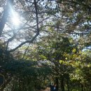 뜰향기 | 제주도 천년의숲 비자림/ 뜰향기 후기