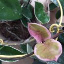 호야가 꽃은안피고 이미지