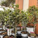 농협본점 이미지