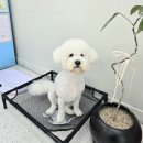 영구리당당 이미지