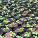 성장농원 이미지