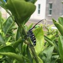 하늘소 농장 이미지