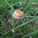 황토버섯 이미지