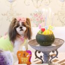 댕댕잇제과점 이미지