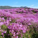 5월3일 합천 황매산 철쭉 산행 및 좌석배치도 이미지