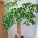 행복나무 이미지