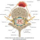 경추디스크 신경차단술로 진단하는 경추성 두통(Cervicogenic headache) 이미지