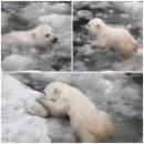 동물의 왕국 이미지