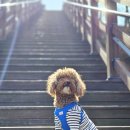 전북세탁 | 전북 숙소 추천, 애견 동반 가능한 진안 호텔 홍삼빌 솔직 후기