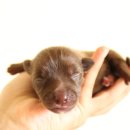 하얀강아지 이미지