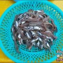 기장멸치수산