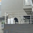 베니베럼 이미지