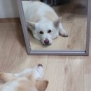 (주) 삿포로 참치 이미지