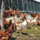 희망을일구는여성농민 영농조합법인 이미지