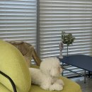 디어멍멍 이미지