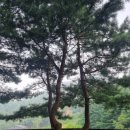 주리농장 | 코리아 GG101 두레산지농장 당뇨에 좋은 파주 로만...우퍼 콜린과 독일우퍼 요한과 주리카 우핑체험 스토리